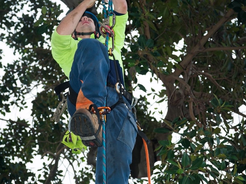 Qualified arborist working in a mature tree during an Enviro Trees UK survey in Cardiff